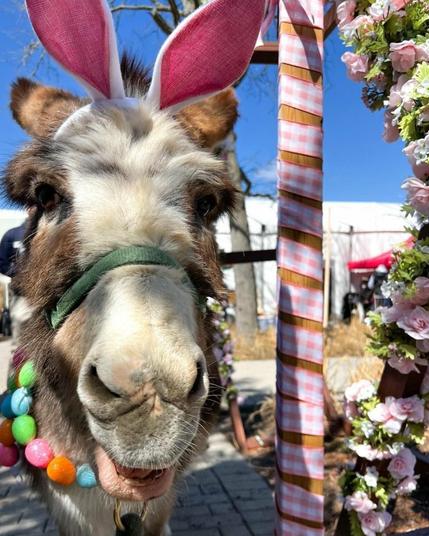 Azure Generated Description:
two donkeys wearing bunny ears (45.12% confidence)
---------------
Azure Generated Tags:
outdoor (97.90% confidence)
animal (97.84% confidence)
mammal (93.98% confidence)
mule (84.09% confidence)
donkey (78.11% confidence)
flower (70.48% confidence)
ground (65.44% confidence)
standing (63.58% confidence)
tied (54.02% confidence)