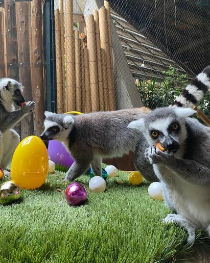 Azure Generated Description:
a group of raccoons playing with balls in a cage (48.58% confidence)
---------------
Azure Generated Tags:
lemur (99.69% confidence)
primate (99.63% confidence)
mammal (99.30% confidence)
animal (98.98% confidence)
outdoor (95.62% confidence)
grass (94.09% confidence)
madagascar cat (85.76% confidence)
fence (83.86% confidence)
bassarisk (54.08% confidence)