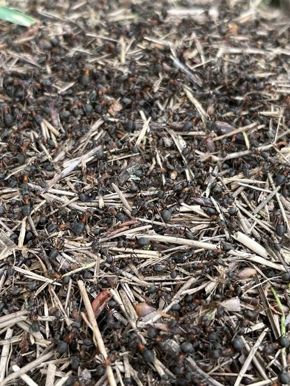 A close-up of numerous ants on an ant hill