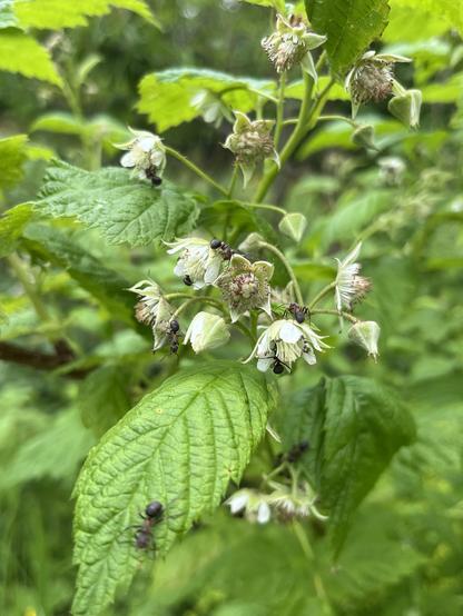 Raspberry bushes with visited by ants.