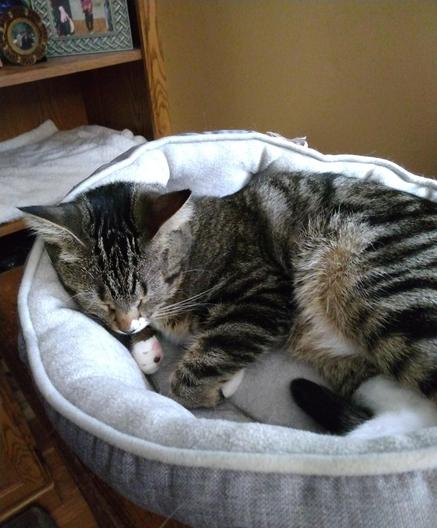 A young tabby cat is sleeping peacefully in her grey cat bed.  Her forelegs are curled, revealing some pink and black toe beans.