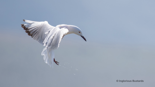 Slender-billed Gull ©️ Inglorious Bustards