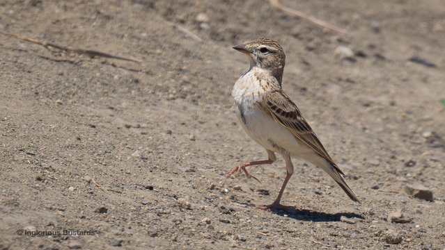 Greater Short-toed Lark ©️ Inglorious Bustards