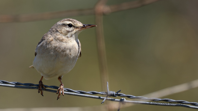 Tawny Pipit ©️ Inglorious Bustards