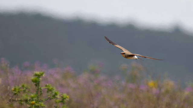 Collared Pratincole ©️ Inglorious Bustards