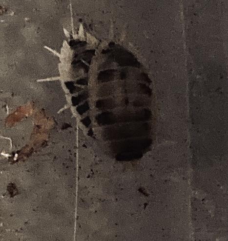 A closeup of two dairy cow isopods, one on top of the other. In front of them, a barely-visible baby one is crawling around.