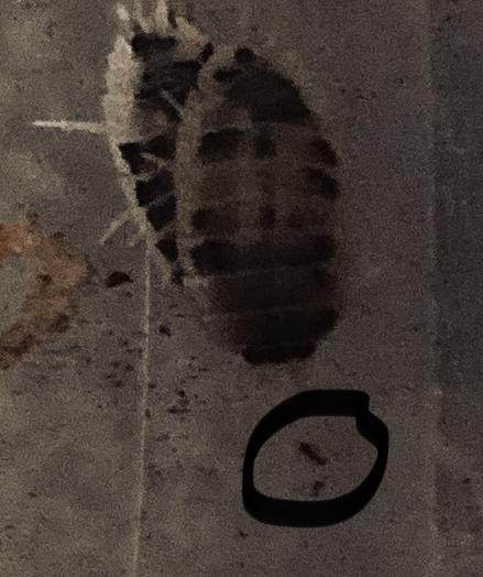 A closeup of two dairy cow isopods, one on top of the other. In front of them, a barely-visible baby one is crawling around. It has been circled in black.