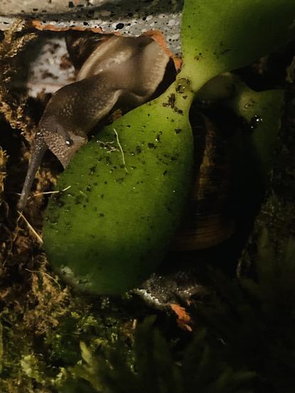 A semi-closeup, top-down view of two snails in a tank. Some moss and a small jade plant cover one, while the other is poking curiously out of her grey house and crawling onto a leaf.