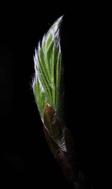 On a local tree, the leaves are spring budding. This is a close view of the green leaves emerging from the brown cocoon. The edges of the leaves are wispy white and the background is black.