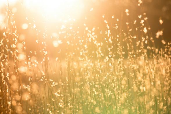 Bright sun shines golden through a field of tall grasses with tiny translucent flowers.