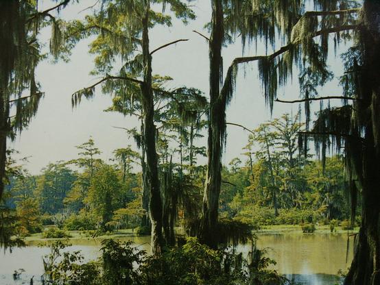 A Louisiana bayou: brackish water and tall cypress dripping with Spanish moss.