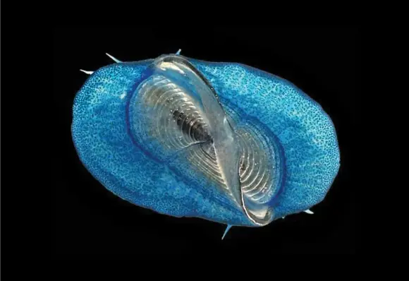 photo of a blue jellyfish-like invertebrate animal