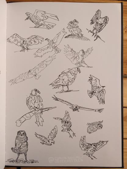 Black Fineliner on paper

Various quick sketches of owls and vultures.