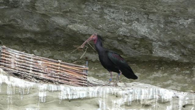 Spalte im Felsen. Rechts ein kleiner Zaun aus Reisig, Mitte/links ein schwarzer Vogel mit langem gebogenen roten Schnabel und kahlem rötlichen Kopf. Der Vogel schaut nach links, im Schnabel hat er Zweige oder Halme.