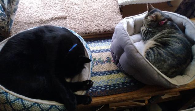 A young tabby cat is sleeping peacefully in her grey cat bed.  Her head is resting against the side of the bed.  Next to her is a big black cat that is curled up in a turquoise and white cat bed.  His hind feet are sticking out over the edge of his bed as he sleeps.