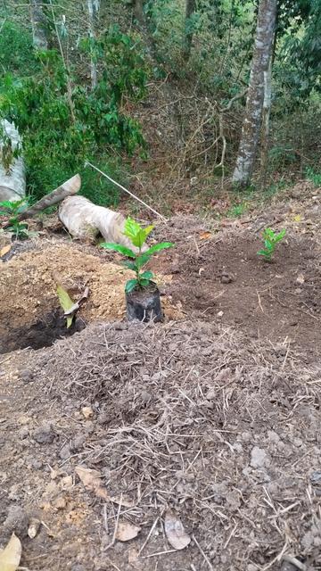 Little coffee plants, one in a nursery bag and the other recently planted. These are the first coffee trees planted in this particular plot.