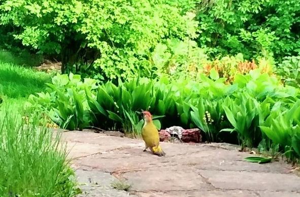 A colourful green woodpecker sits on some terrace stones with flowers in the background.

Ein bunter Grünspecht sitzt auf den Steinen einer Terrasse mit Blumen im Hintergrund.