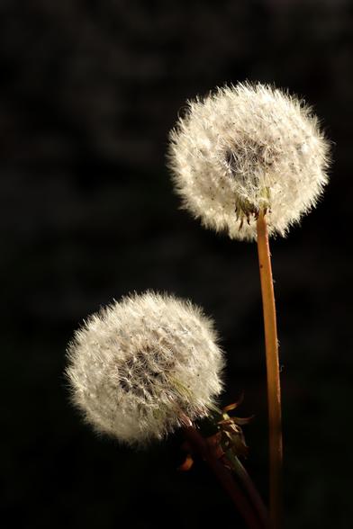 a pair of dandelion seed heads catching the sunshine against a dark background