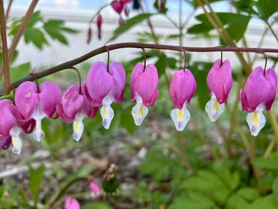 A row of bleeding heart flowers growing on a thin horizontal branch. Each heart hangs downward, with a heart shaped pink flower part on top kind of like a jacket around a delicate white and yellow triangle at the bottom.