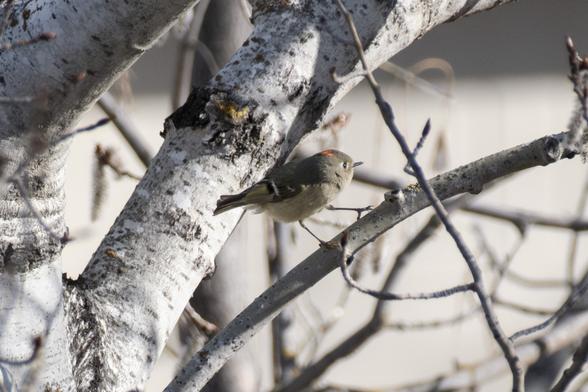 Ruby-crowned Kinglet