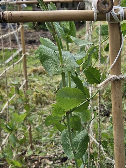 Close up of sugar magnolia sugarsnap pea plants growing up jute netting attached to canes lashed together for stability