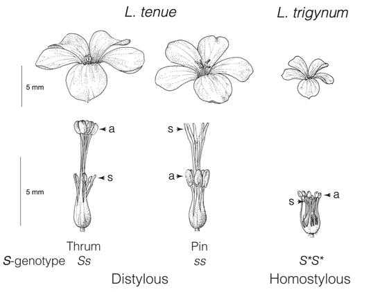 Illustration showing distyly (two flower morphs with anthers and stigma in reciprocal positions) in Linum tenue, and derived homostyly (monomorphic state with anthers and stigma at same height in the flower) in Linum trigynum.