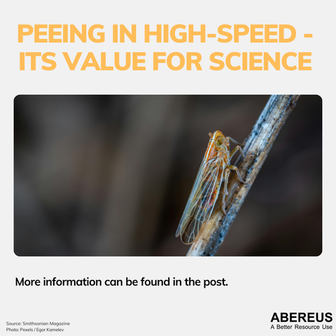 In the middle of the picture, there is a photo of one single cicada sitting on a small stem. 
Above is the text "Peeing in high-speed - its value for science" and below is the logo of Abereus.