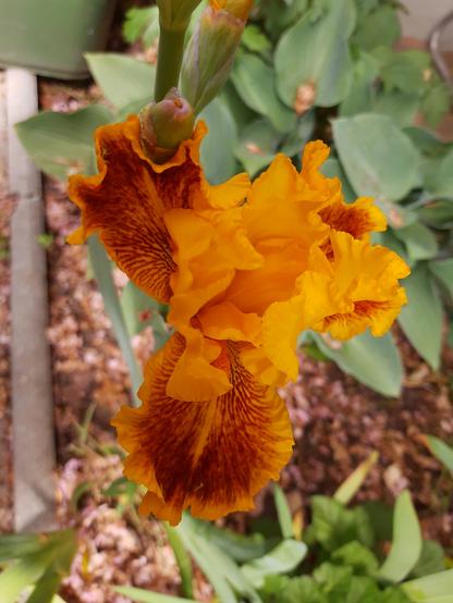 Gelbe Lilienblüte von oben
