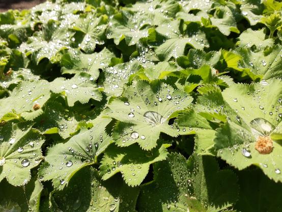 Blätter mit funkelnden Wassertropfen von schräg oben