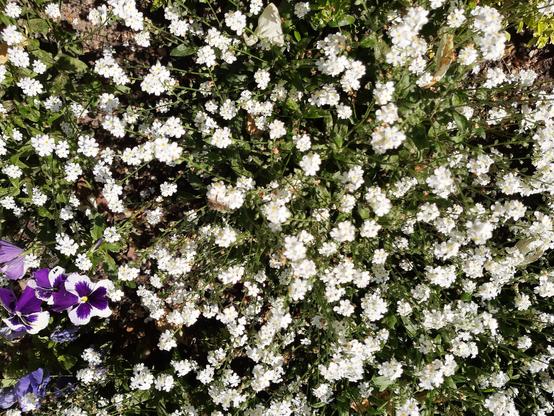Kleine weiße Blüten von oben