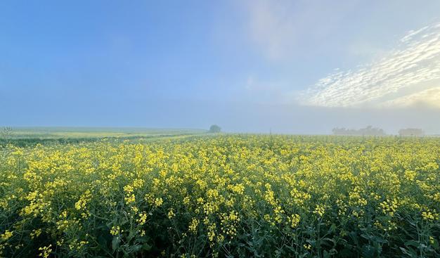 A field of yellow flowering rapeseeds, under a blue sky with patches of clouds.