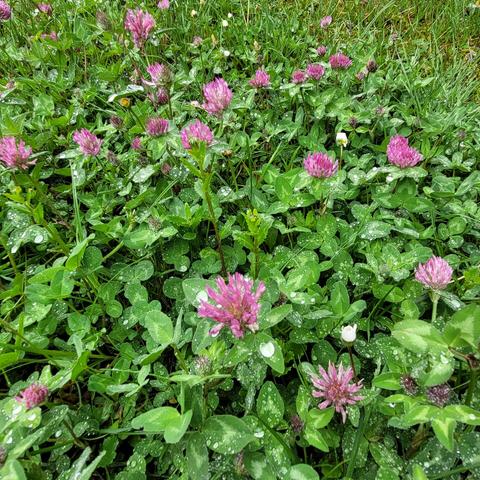 Roter Klee auf der Wiese