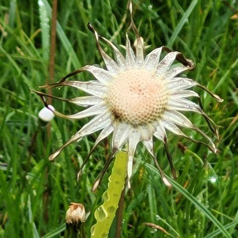 Nasser verblühter Löwenzahn