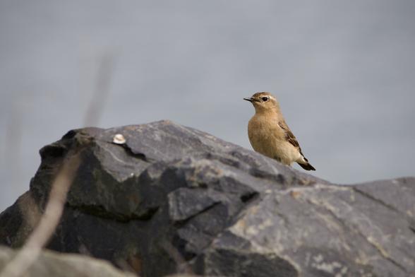 Female Wheatear