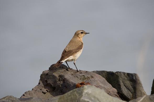 Female Wheatear