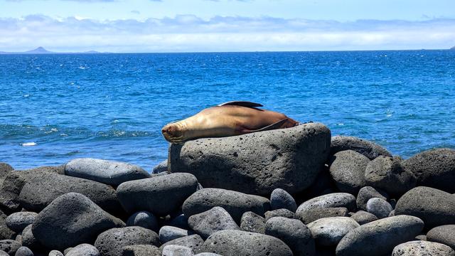 Ein Seelöwe liegt auf einem großen Lavastein am Strand. Im Hintergrund der Ozean un am Horizont Vulkaninseln.