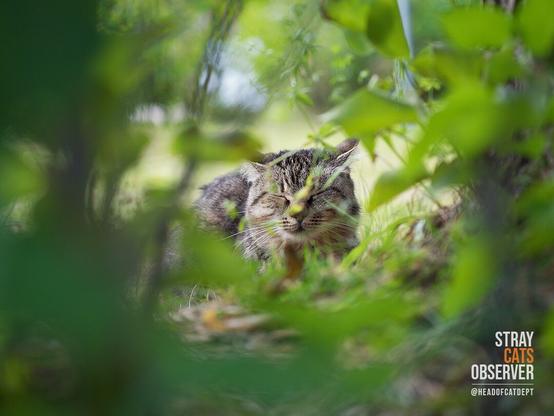 Sleeping tabby cat seen through the opening in the bushes
