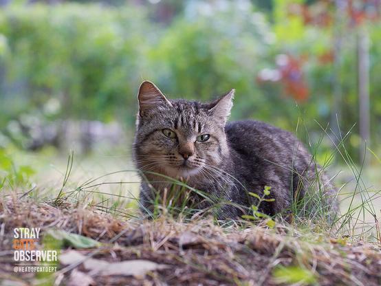 Tabby cat lies on the grass
