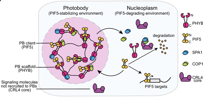 Schematic illustration of various molecular interaction within a plant cell