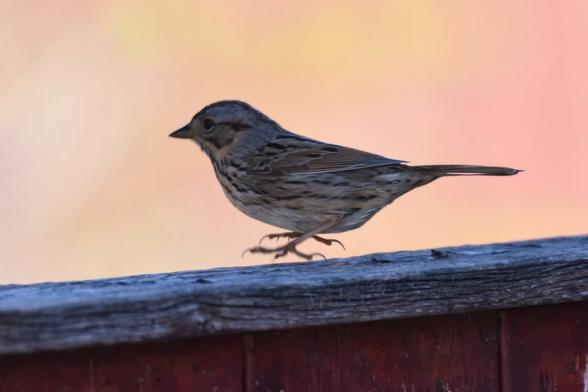 A stripey sparrow (beige, grey, dark brown) hovers above a wooden fence.ss against an orangey-pink light.