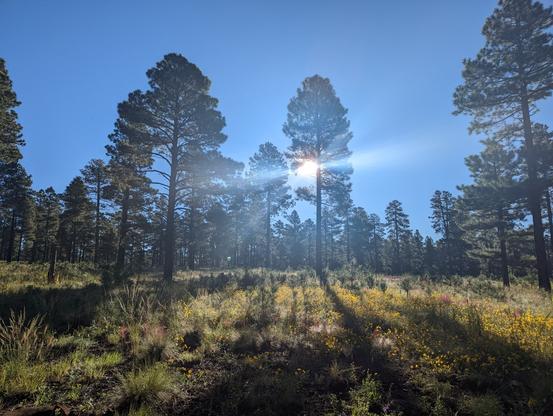 Morning sun peeking through sparse tree cover. The ground is covered with a variety of greenery.