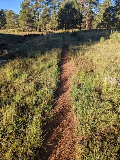 A brown single track trail through tall grass