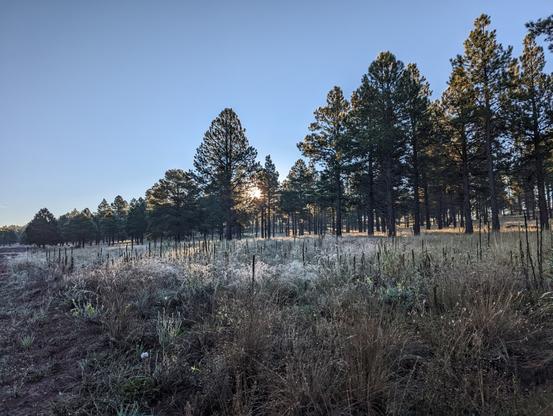 Sunrise through trees, with wild grass in the foreground