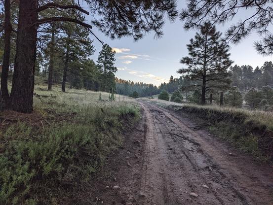 A dirt Jeep road is framed on either side by greenery. The first golden light of the morning sun is lighting the treetops ahead.