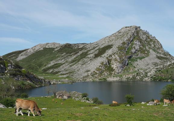 Au premier plan, des vaches dans de l'herbe bien verte. Puis un lac, une montagne, un ciel bleu. Dans un parc national d'Asturies, en Espagne