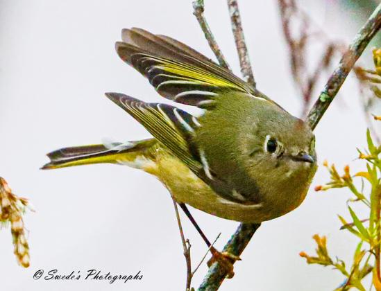 "The image captures a Ruby-crowned Kinglet, a small bird known for its vibrant plumage and lively behavior. This species, part of the family Regulidae, is native to North America. The bird’s overall coloration is olive-green, which blends well with the surrounding foliage. Its feathers appear soft and well-groomed.

The Ruby-crowned Kinglet is perched on a thin branch, which seems delicate and slightly curved, providing a natural setting. Its wings are slightly spread, revealing the lighter coloration on the underside. The wing feathers have subtle markings. Although not visible in the image, the Ruby-crowned Kinglet gets its name from the ruby-red crown patch on its head. When excited or agitated, this crown becomes more prominent.

The bird appears alert and focused, typical of its energetic nature. Ruby-crowned Kinglets are known for their quick movements as they forage for insects and small prey. The soft-focused background consists of slender branches and delicate green leaves, enhancing the bird’s prominence.

The photographer has credited the image as “Swedei’s Photographs.”" - Copilot