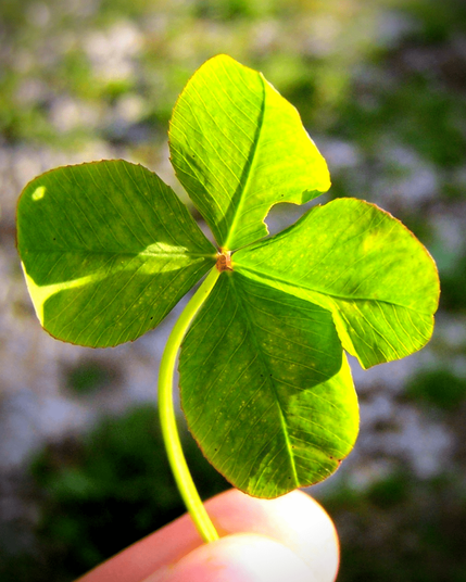 Four-leaf clover held by the stem between the fingers.