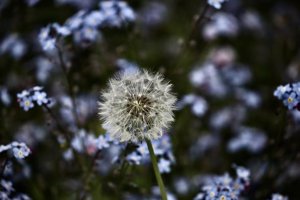 A lone dandelion in the middle of a forget-me-not field.