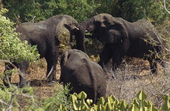 Three young elephants in an area with trees and bushes.