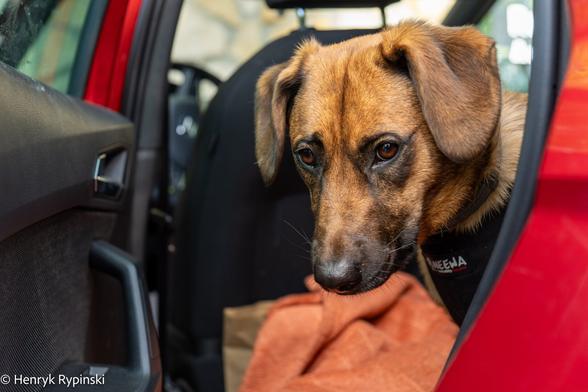 Dog in the red car
